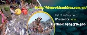 Cung cấp men vi sinh nguyên liệu Biopro Khánh Hòa dùng trong chăn nuôi thú y