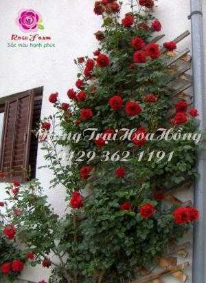 Hoa hồng leo Hải Phòng