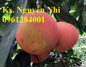 Bán cây giống bưởi đỏ luận văn, bưởi tiến vua, bưởi đỏ, cây giống F1, số lượng lớn, giao cây toàn quốc