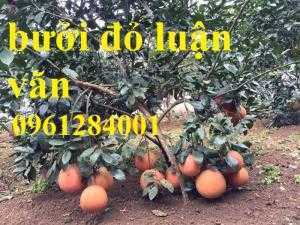 Bán cây giống bưởi đỏ luận văn, bưởi tiến vua, bưởi đỏ, cây giống F1, số lượng lớn, giao cây toàn quốc