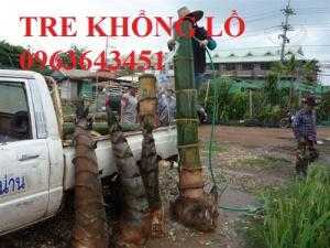 Cung cấp cây giống tre khổng lồ Thái, cây giống măng tre khổng lồ Thái Lan nhập khẩu chuẩn, uy tín