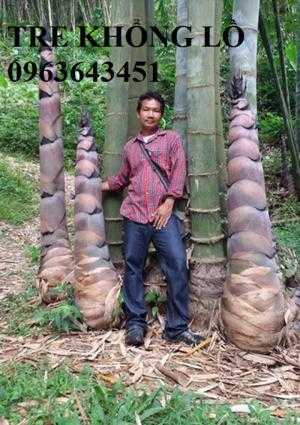 Cung cấp cây giống tre khổng lồ Thái, cây giống măng tre khổng lồ Thái Lan nhập khẩu chuẩn, uy tín