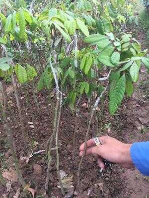 cây giống, con giống nhãn muộn hưng yên