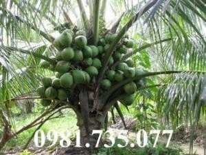 Cung cấp cây giống dừa xiêm lùn xanh, cây dừa xiêm lùn xanh, dừa xiêm lùn xanh , cây dừa xiêm , dừa xiêm