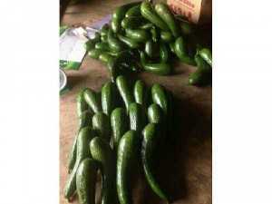 Bơ sáp dài, chín tự nhiên, không nhúng thuốc