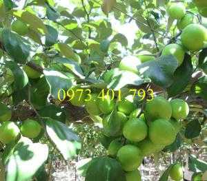 Giống cây táo Thái, cây táo Thái, cây táo, táo Thái, táo, kĩ thuật trồng táo thái