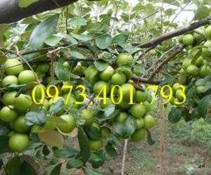 Giống cây táo Thái, cây táo Thái, cây táo, táo Thái, táo, kĩ thuật trồng táo thái