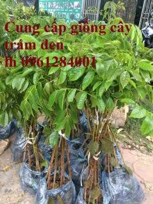 Cung cấp giống cây trám đen, kỹ thuật trồng cây trám đen cho năng suất chất lượng cao