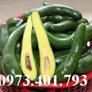 Cây giống bơ 034, bơ 034, cây bơ 034, kĩ thuật trồng cây bơ 034