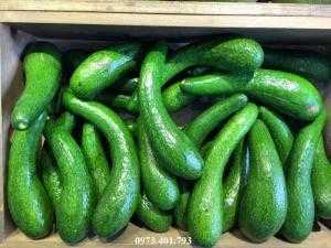 Cây giống bơ 034, bơ 034, cây bơ 034, kĩ thuật trồng cây bơ 034