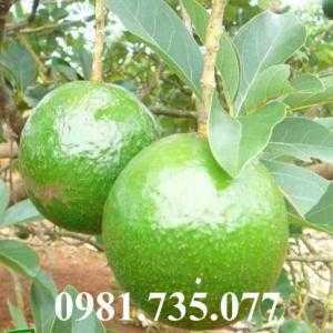 Cung cấp cây giống bơ Booth 7, bơ Booth 7, cây bơ Booth 7, cây bơ, bơ