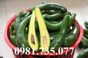 Cung cấp cây giống bơ 034, bơ 034, cây bơ, cây bơ 034, bơ