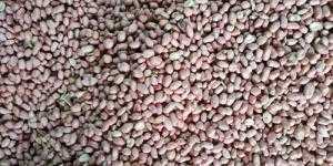 Lạc Nhân Số Lượng Lớn