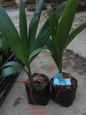 cây giống, con giống dừa xiêm dây.