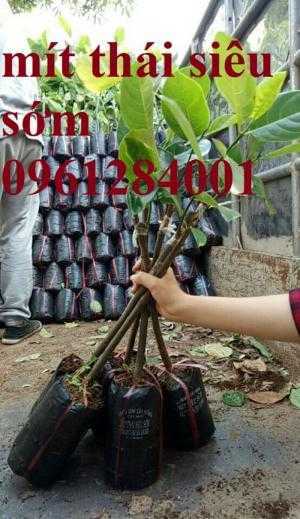 Mua giống mít thái tứ quý, mít viên linh, nơi đâu chuẩn giống