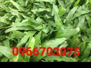 Cỏ lá gừng thái