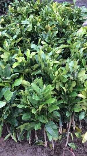 Viện cây giống trung ương. địa chỉ cung cấp giống bưởi đỏ phúc kiến nhập khẩu nguyên cây.