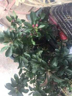 cây táo đỏ F1 hai năm tuổi.
