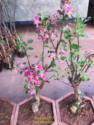 cây táo đỏ lùn F1 ra hoa.