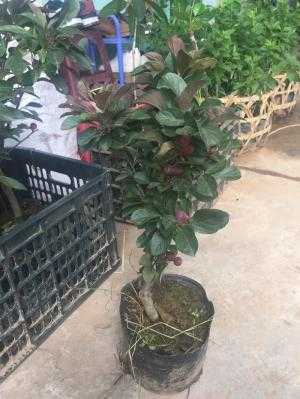 cây táo đỏ lùn F1 đã đậu quả.