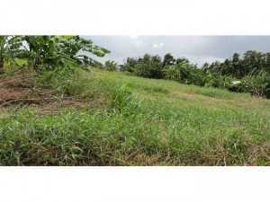 Cần Bán 1500M2 Lúa, 900Tr