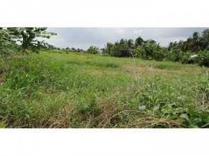 Cần Bán 1500M2 Lúa, 900Tr