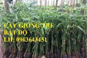 Cung cấp cây giống tre bát độ, cây giống măng bát độ, cây giống măng tre bát độ, số lượng lớn, uy tín