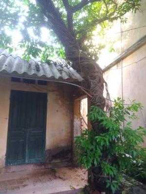 Cây Xộp