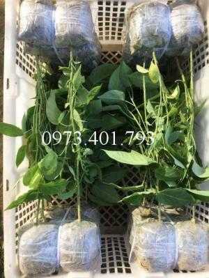 Giống chanh leo ngọt colombia, chanh leo ngọt, cây chanh colombia, chanh leo ngọt, thông tin chanh comlombia