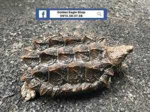Alligator snapping turtle – Rùa khủng long