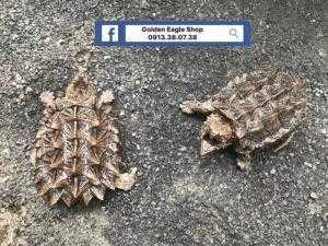 Alligator snapping turtle – Rùa khủng long