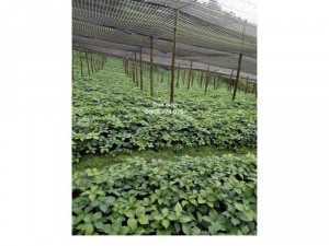 Cây giống Thất diệp nhất chi hoa - Thất diệp nhất chi mai.