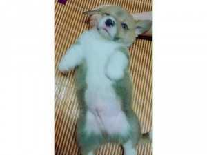 Bé trai Corgi 2 tháng tuổi