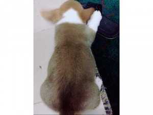 Bé trai Corgi 2 tháng tuổi