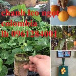 Bán cây giống chanh leo ngọt colombia, giống cây chanh nhập khẩu chuẩn giống f1, giao cây toàn quốc