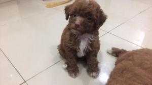 3 bé đực 1 bé cái poodle cần tìm nhà mới (thuần chủng)