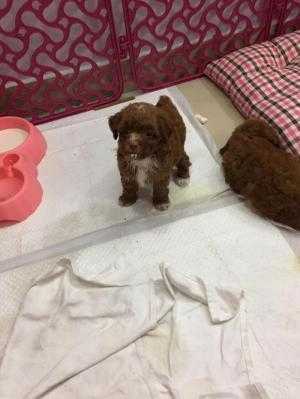 3 bé đực 1 bé cái poodle cần tìm nhà mới (thuần chủng)