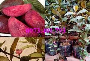 Giống cây ổi tím nuôi cây mô, ổi tím, cây ổi tím, ổi, cây ổi