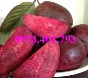 Giống cây ổi tím, ổi tím, cây ổi tím, cây ổi, ổi, kĩ thuật trồng ổi