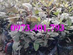 Giống cây ổi tím, ổi tím, cây ổi tím, cây ổi, ổi, kĩ thuật trồng ổi
