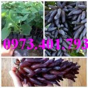 Giống cây nho móng tay mỹ nữ, nho móng tay mỹ nữ, nho móng tay, cây nho móng tay