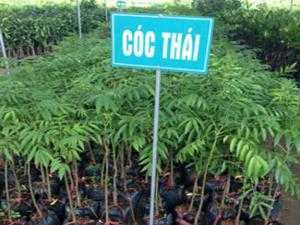 cây giống, con giống cóc thái