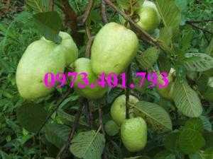 Giống cây ổi không hạt, ổi không hạt, cây ổi, cây ổi không hạt, ổi