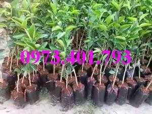 Giống cây Cam cara ruột đỏ