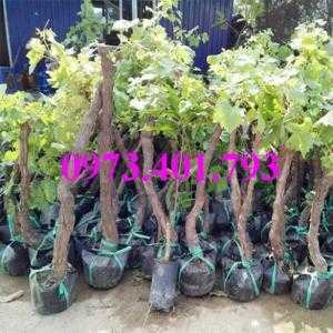 Giống cây nho tím Ninh Thuận, nho tím Ninh Thuận, nho tím, cây nho tím, kĩ thuật trồng nho tím Ninh Thuận