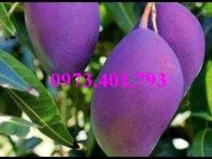 Giống cây xoài tím, xoài tím, cây xoài, cây xoài tím, kĩ thuật trồng xoài tím