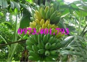 Giông cây chuối Tây Thái, cây chuối, chuối Tây Thái, cây chuối Tây Thái, chuối, kĩ thuật trồng chuối