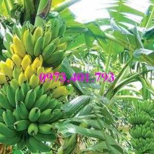 Giông cây chuối Tây Thái, cây chuối, chuối Tây Thái, cây chuối Tây Thái, chuối, kĩ thuật trồng chuối