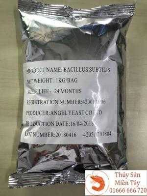 Bacillus Substilis
