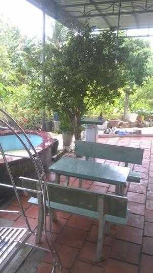 Trồng trong sân nhà, do sắp xây nên bán gấp giá re